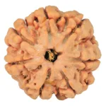 7 Mukhi Rudraksha 26.1mm 6.09gm - Rudraksha