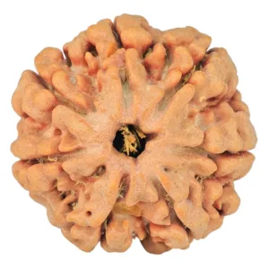 7 Mukhi Rudraksha 26.1mm 6.09gm