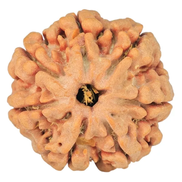 7 Mukhi Rudraksha 26.1mm 6.09gm - Rudraksha