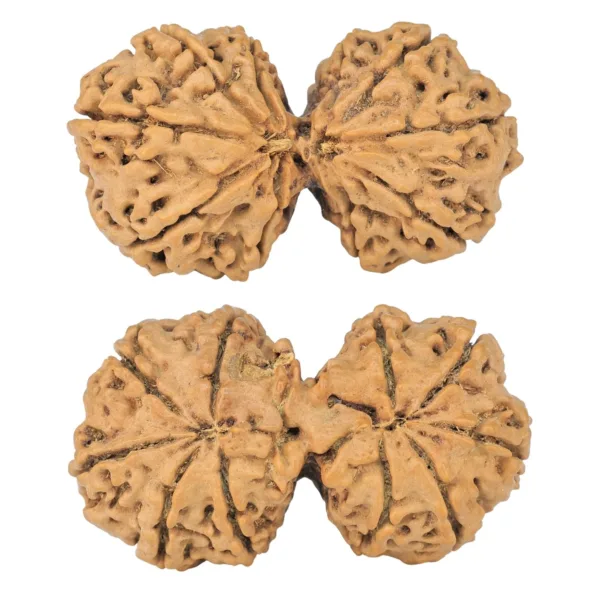 10 Mk Gaurishankar 37mm 5.59gm - Rudraksha
