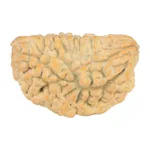 1 Mukhi Rudraksha 33.8mm 5.89gm - Rudraksha