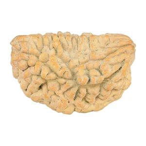 1 Mukhi Rudraksha 33.8mm 5.89gm - Rudraksha
