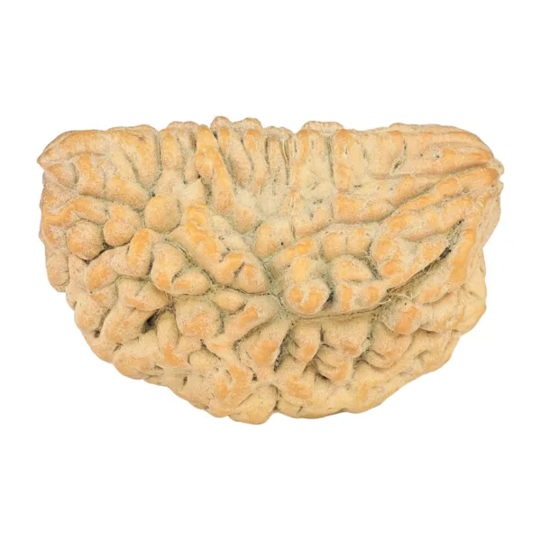 1 Mukhi Rudraksha 33.8mm 5.89gm - Rudraksha