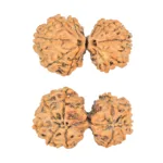 10 Mk Gaurishankar 35.1mm 5.5gm - Rudraksha