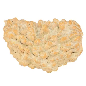 1 Mukhi Rudraksha 33mm 4.84gm - Rudraksha