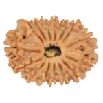 15 Mukhi Rudraksha 23.5mm 2.54gm - Rudraksha