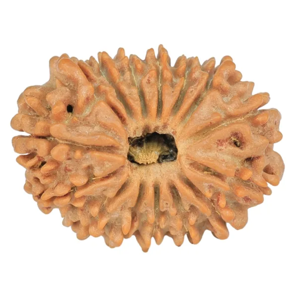 15 Mukhi Rudraksha 23.5mm 2.54gm - Rudraksha