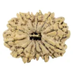 13 Mukhi Rudraksha 33mm 6gm - Rudraksha