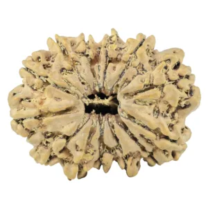 13 Mukhi Rudraksha 33mm 6gm - Rudraksha