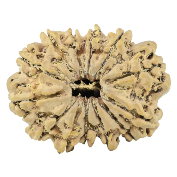 13 Mukhi Rudraksha 33mm 6gm - Rudraksha