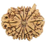 13 Mukhi Ganesh 28.9mm 5.48gm - Rudraksha