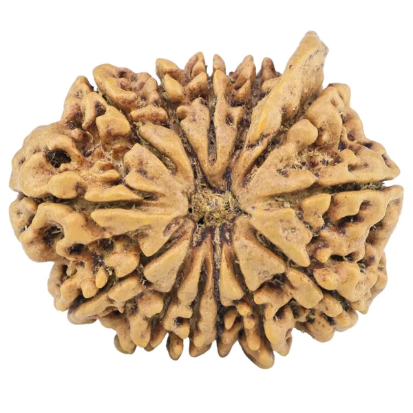 13 Mukhi Ganesh 28.9mm 5.48gm - Rudraksha