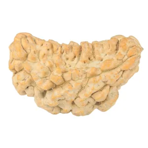1 Mukhi Rudraksha 38.7mm 5.59gm - Rudraksha
