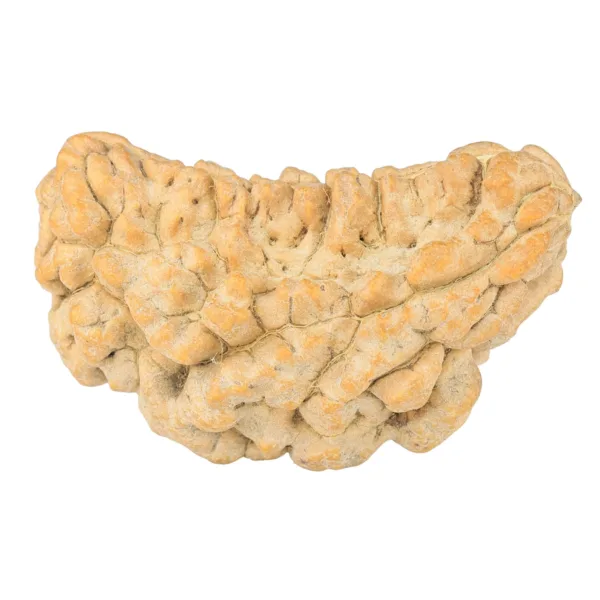 1 Mukhi Rudraksha 38.7mm 5.59gm - Rudraksha