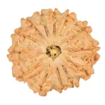 13 Mukhi Rudraksha 23.6mm 3.63gm - Rudraksha