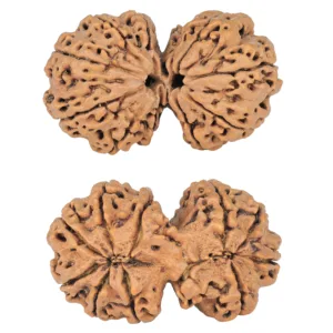 10 Mk Gaurishankar 38.5mm 8.65gm - Rudraksha