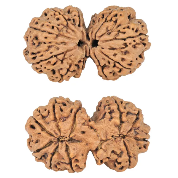 10 Mk Gaurishankar 38.5mm 8.65gm - Rudraksha