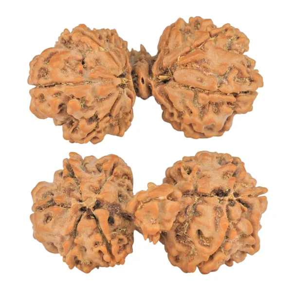 10 Mukhi Mini Trijuti 38.7mm 6.25gm - Rudraksha