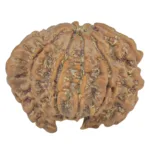 Sawar/Ganesh (8+1) 22mm 2.66gm - Rudraksha