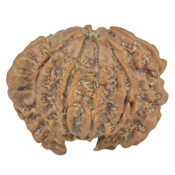 Sawar/Ganesh (8+1) 22mm 2.66gm - Rudraksha