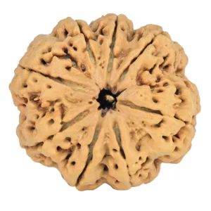 8 Mukhi Rudraksha 33mm 8gm - Rudraksha