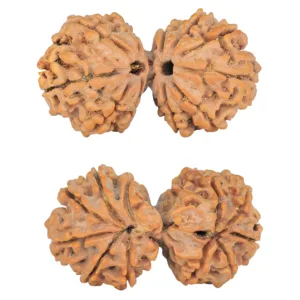 11 Mukhi Rudraksha 37.6mm 7gm - Rudraksha