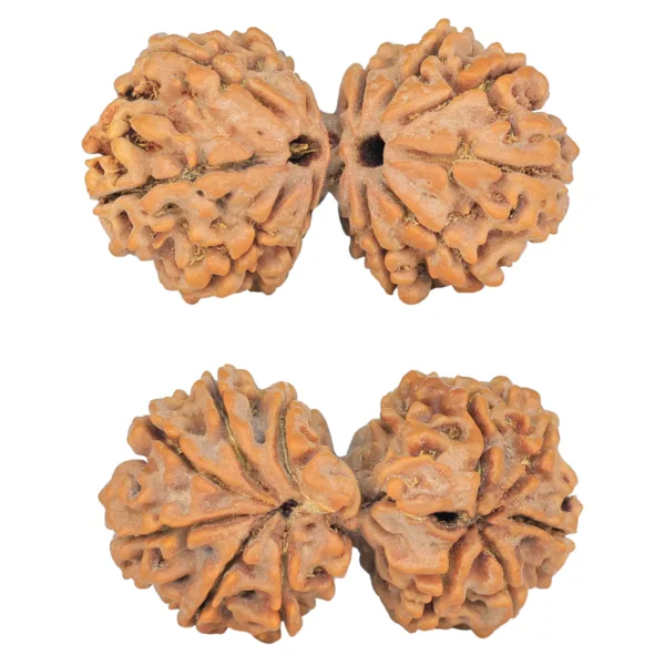 11 Mukhi Rudraksha 37.6mm 7gm - Rudraksha