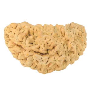 1 Mukhi Rudraksha 33.7mm 5gm - Rudraksha