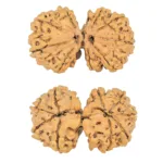 9 MK Gaurishankar 37.9mm 7.17gm - Rudraksha