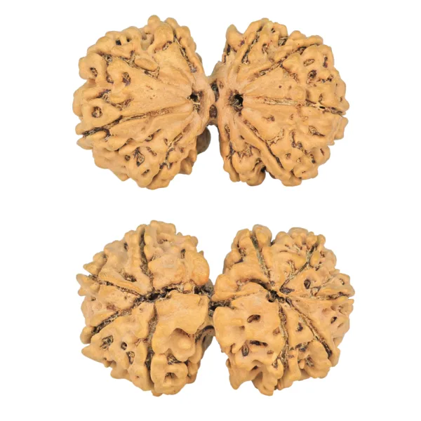 9 MK Gaurishankar 37.9mm 7.17gm - Rudraksha