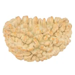 1 Mukhi Rudraksha 34.6mm 5gm - Rudraksha