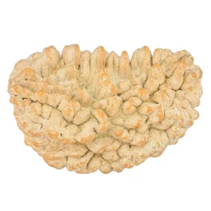 1 Mukhi Rudraksha 34.6mm 5gm - Rudraksha