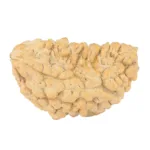1 Mukhi Rudraksha 35.6mm 5.28gm - Rudraksha