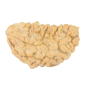 1 Mukhi Rudraksha 35.6mm 5.28gm - Rudraksha