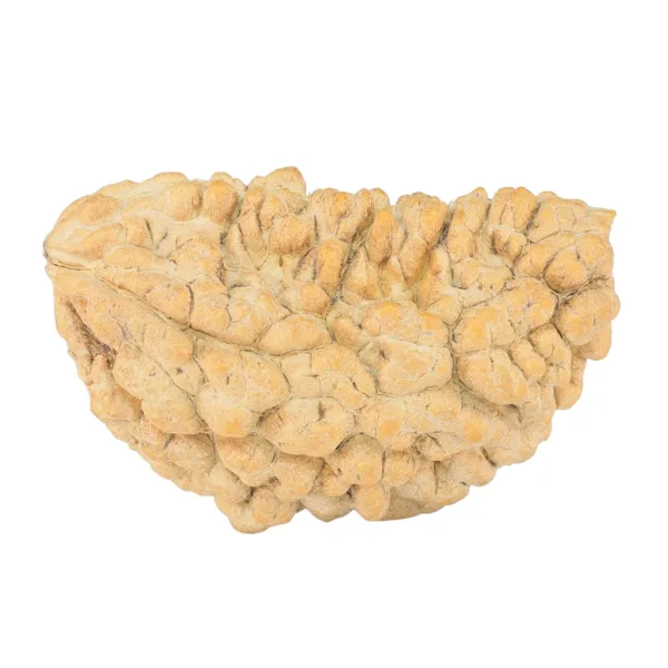 1 Mukhi Rudraksha 35.6mm 5.28gm - Rudraksha