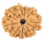 9 Mukhi Rudraksha 23mm 3.16gm - Rudraksha