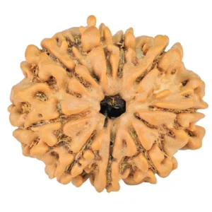 9 Mukhi Rudraksha 23mm 3.16gm - Rudraksha
