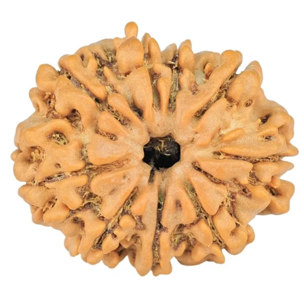 9 Mukhi Rudraksha 23mm 3.16gm - Rudraksha