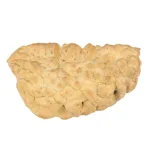 1 Mukhi Rudraksha 33.9mm 3.56gm - Rudraksha