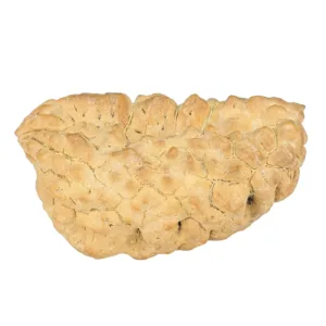 1 Mukhi Rudraksha 33.9mm 3.56gm - Rudraksha