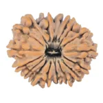 18 Mukhi Rudraksha 22.5mm 2.97gm - Rudraksha