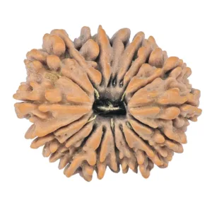 18 Mukhi Rudraksha 22.5mm 2.97gm - Rudraksha