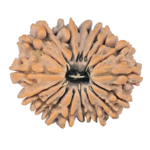 18 Mukhi Rudraksha 22.5mm 2.97gm - Rudraksha