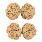 9 MK Gaurishankar 43.6mm 10gm - Rudraksha