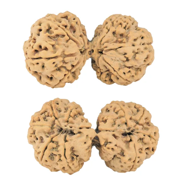 9 MK Gaurishankar 43.6mm 10gm - Rudraksha