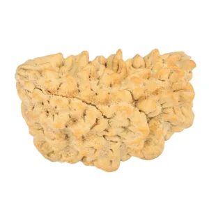 1 Mukhi Rudraksha 33.6mm 5.89gm - Rudraksha