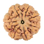7 Mukhi Rudraksha 27.3mm 8.06gm - Rudraksha