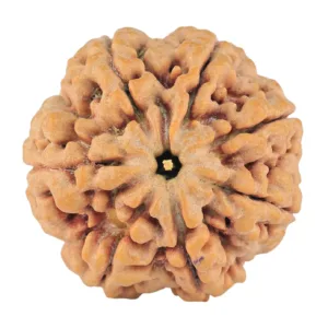 7 Mukhi Rudraksha 27.3mm 8.06gm - Rudraksha