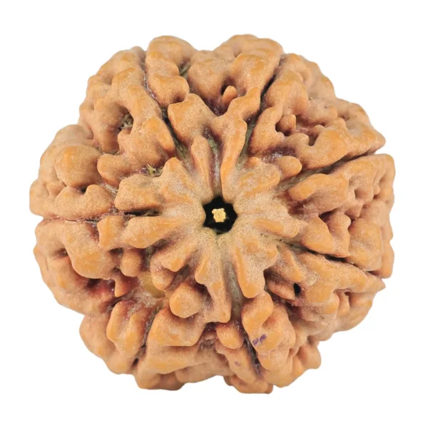 7 Mukhi Rudraksha 27.3mm 8.06gm - Rudraksha