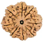 8 Mukhi Rudraksha 29.4mm 5.85gm - Rudraksha